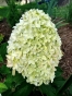 Гортензія волотиста Лівінг Самер Лав(Hydrangea paniculata Living Summer Love® ) - 9