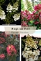 Гортензія волотиста Меджикал Фаєр (Hydrangea paniculata Magical Fire®) - 1
