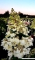 Гортензія волотиста Меджикал Фаєр (Hydrangea paniculata Magical Fire®) - 2