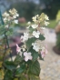 Гортензія волотиста Меджикал Фаєр (Hydrangea paniculata Magical Fire®) - 3