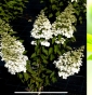 Гортензія волотиста Меджикал Фаєр (Hydrangea paniculata Magical Fire®) - 4