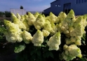 Гортензія волотиста Меджикал Кіліманджаро® (Hydrangea paniculata Magical Kilimanjaro® ) - 3