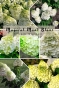 Гортензія волотиста Меджикал Мон Бланк (Hydrangea paniculata Magical Mon Blanc®) - 1