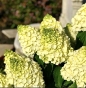 Гортензія волотиста Меджикал Мон Бланк (Hydrangea paniculata Magical Mon Blanc®) - 2