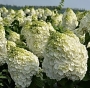 Гортензія волотиста Меджикал Мон Бланк (Hydrangea paniculata Magical Mon Blanc®) - 3