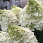 Гортензія волотиста Меджикал Мон Бланк (Hydrangea paniculata Magical Mon Blanc®) - 5