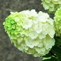Гортензія волотиста Меджикал Мон Бланк (Hydrangea paniculata Magical Mon Blanc®) - 6