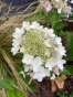 . Гортензія волотиста Муджикал Везувіо (Hydrangea paniculata Magical Vesuvius®) - 2