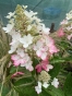 . Гортензія волотиста Муджикал Везувіо (Hydrangea paniculata Magical Vesuvius®) - 5