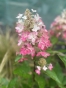 . Гортензія волотиста Муджикал Везувіо (Hydrangea paniculata Magical Vesuvius®) - 6