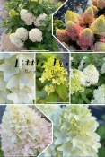 Гортензія волотиста Лтл Фреско (Hydrangea paniculata Little Fresco®)