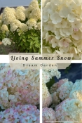 Гортензія волотиста Лівінг Самер Сноув (Hydrangea paniculata ‘Living Summer Snow’)