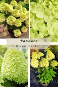 Гортензія волотиста Пандора (Hydrangea paniculata ‘Pandora’)