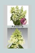 Гортензія волотиста Пандрія (Hydrangea paniculata ‘Pandria’)