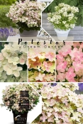 Гортензія волотиста Полестар (Hydrangea paniculata ‘Polestar’)