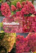 Гортензія волотиста Металіка (Hydrangea paniculata Metallica)