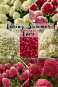 Гортензія волотиста Лівінг Самер Лав(Hydrangea paniculata Living Summer Love® )