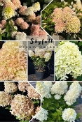Гортензія волотиста Скайфол (Hydrangea paniculata Skyfall®)