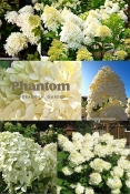 Гортензія волотиста Фантом (Hydrangea paniculata Phantom®)