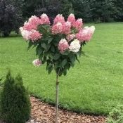 . Гортензія волотиста Сандей Фрайз (Hydrangea paniculata Sunday Fraise®) C10, штамб 60-70 см
