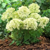 Гортензія волотиста Бомшел(Hydrangea paniculata Bombshell®)