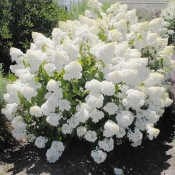 Волотиста гортензія (Hydrangea paniculata)