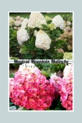 Гортензія волотиста Меджикал Маунтейн Малінше (Hydrangea paniculata ‘Magical Mountain Malinche’)