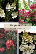 Гортензія волотиста Меджикал Фаєр (Hydrangea paniculata Magical Fire®)