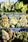 Гортензія волотиста Меджикал Кіліманджаро® (Hydrangea paniculata Magical Kilimanjaro® )