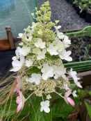 . Гортензія волотиста Муджикал Везувіо (Hydrangea paniculata Magical Vesuvius®)
