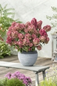 Гортензія волотиста Петіт Стар (Hydrangea paniculata ‘Petite Star’)
